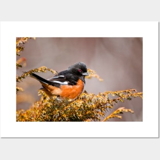 Eastern Towhee Posters and Art